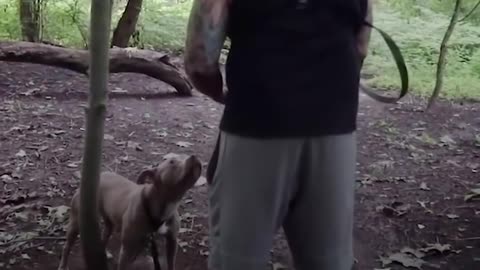 Tiny Cleftie Puppy Grows Up Into A BIG Boy - EARL GREY | The Dodo Little But Fierce