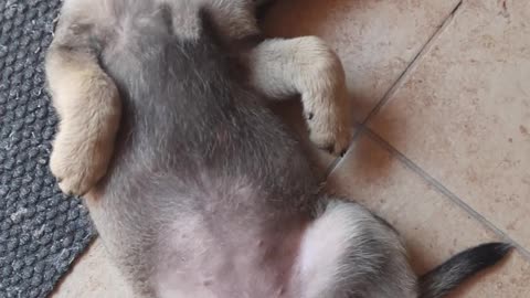 Funny puppy