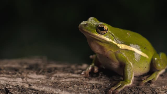 Green toad breathing with a dark background