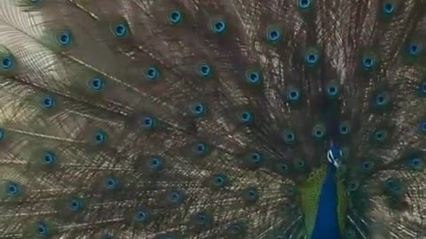 Wildlife in closer view with a natural perspective.