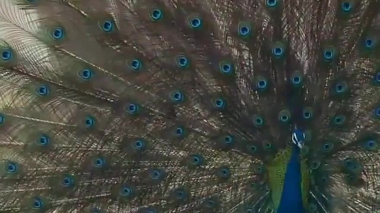 Wildlife in closer view with a natural perspective.
