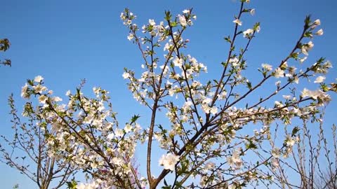 Real shot HD garden peach blossom