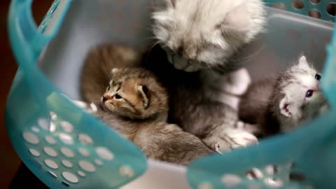 Cute Kitten videos | Cute Baby Kitten | Funny pets videos | world of cats