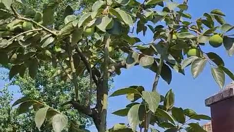 There are several fruit trees in front of my house