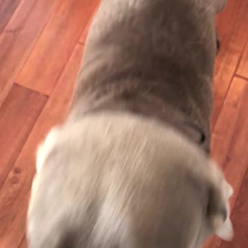 Gunnar Gets New Toys