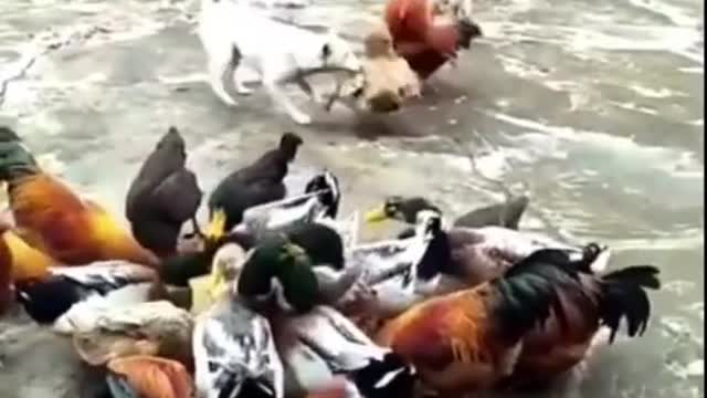 Dog VS Chicken Fight - Funny Dog Fight 9