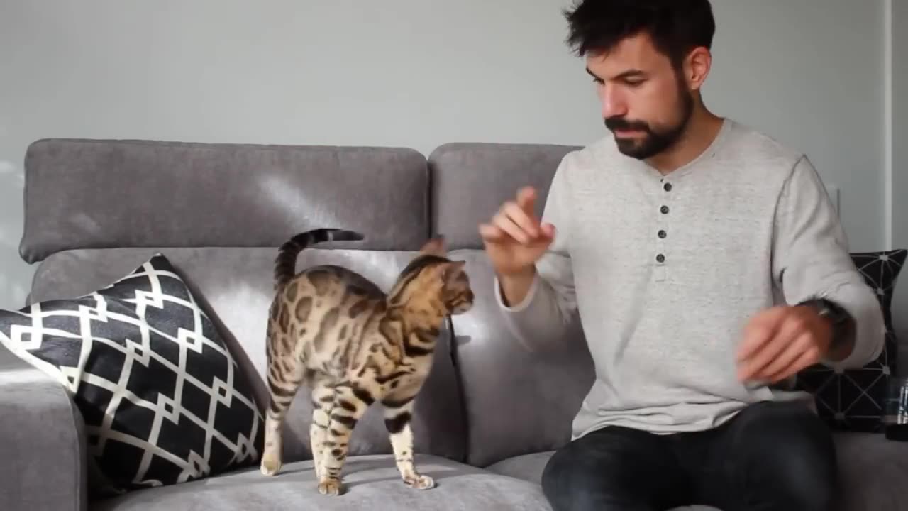 How to train cats in 10 minutes