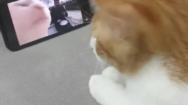 Cat dance while watching another cat dance on phone