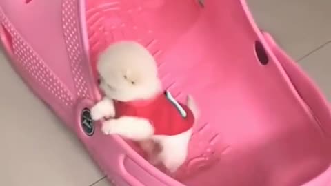 Heartwarming Puppy Escape: You Won't Believe How Cute It Is!