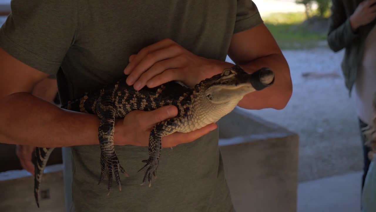 Man Holding Cute Baby Alligator, Close Up