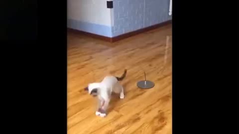 Cats and Dogs hu
