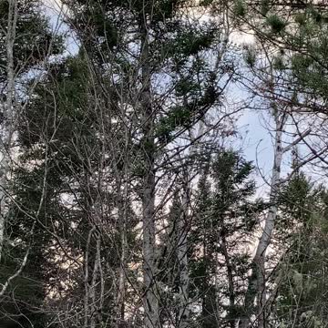 Nature’s language. Listen.