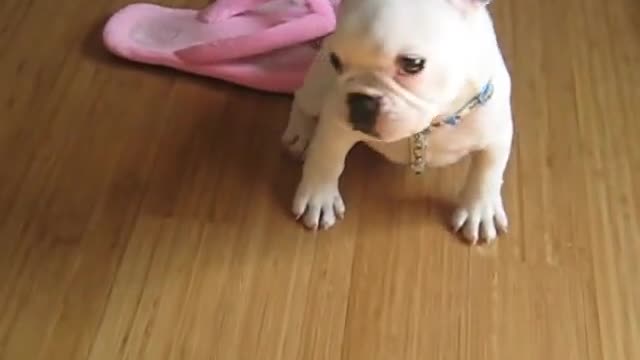 Cachorro de Bulldog Francés aprende a hablar con su dueño