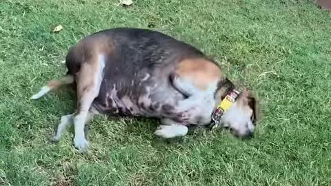 90-Pound Beagle Is A Third His Size Now