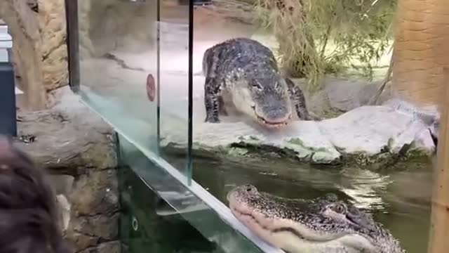 Our 2nd most viewed TikTok of 2021 🐊 Alligators have incredible jaw pressure 😳