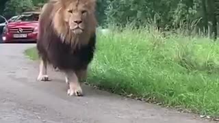 A lion walks between cars on a safari