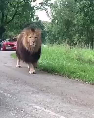 A lion walks between cars on a safari