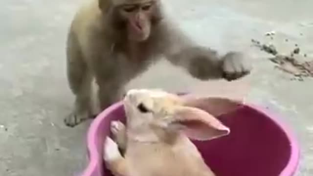 Monkey's Group Playing With Bunny 🐇