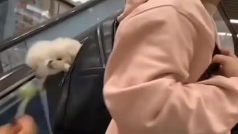 Smart puppy in bag