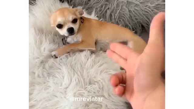 This Little Cihuahua angry Grrrrrr