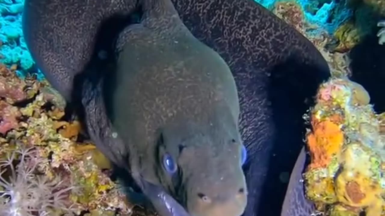 Viral fish