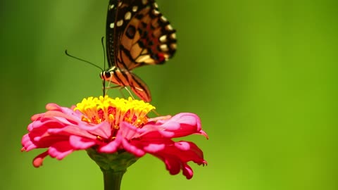 Beautiful brown butterfly with pink rose - the world of butterflies - the world of animals