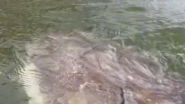 Breaking News: Huge River Monster Found In Florida