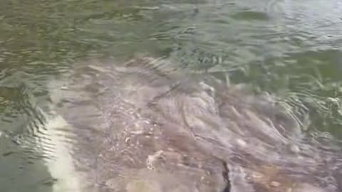 Breaking News: Huge River Monster Found In Florida