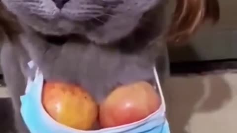 Funny cat