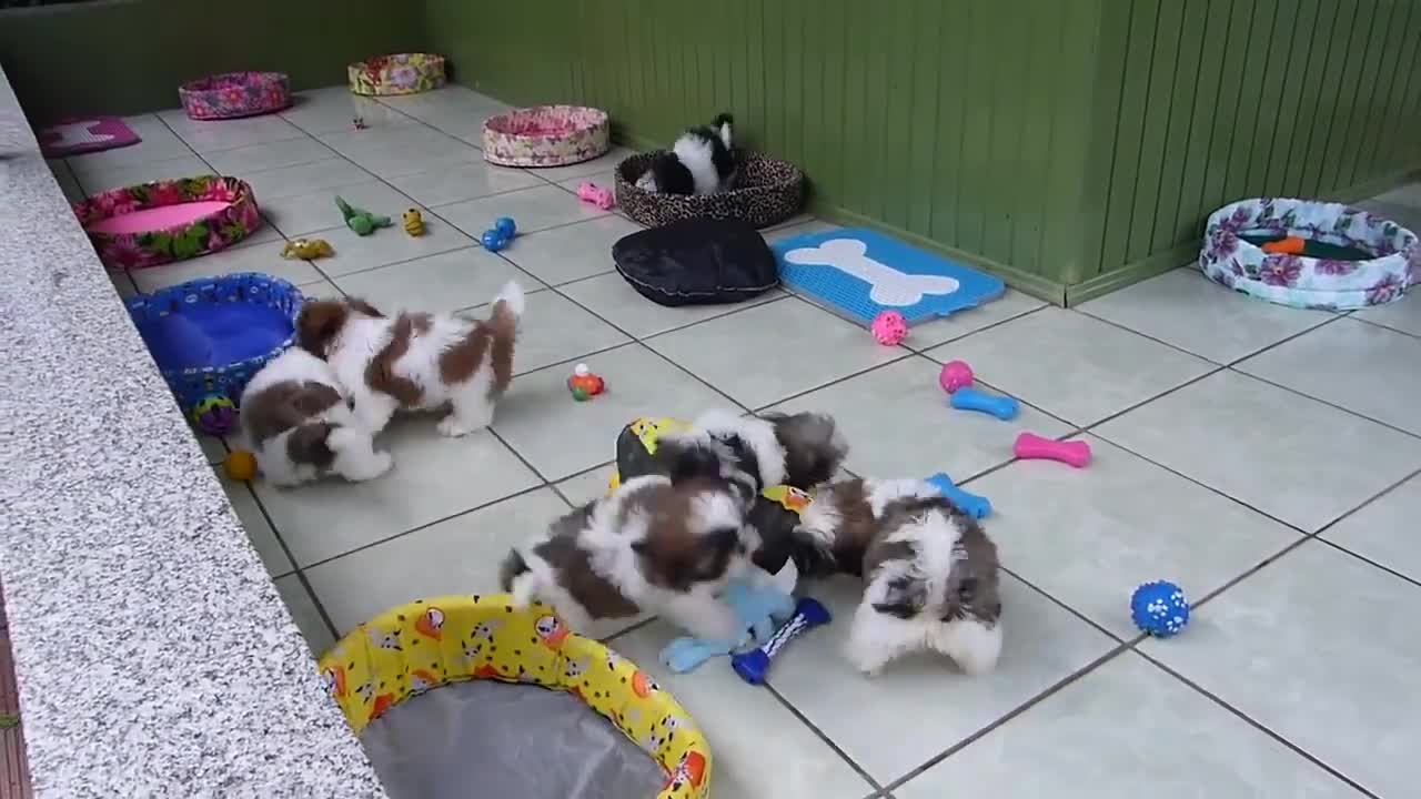 Cutest puppies playing video - Most adorable ever