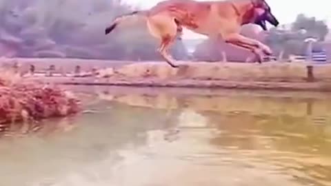 Tiger v/s Dog Comedy