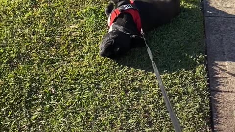 French Bulldog Refuses to Cooperate On Walk