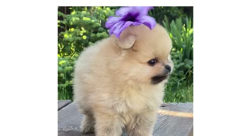 Cute Doggy loves Everyone || Grooming Dog with Flower