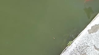 Giant koi