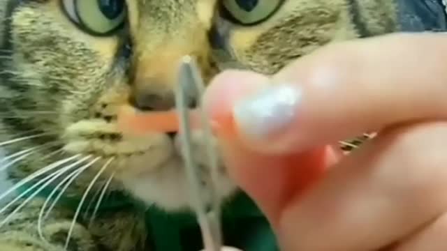 Cat funny videos #short cat face reaction