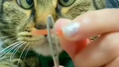 Cat funny videos #short cat face reaction