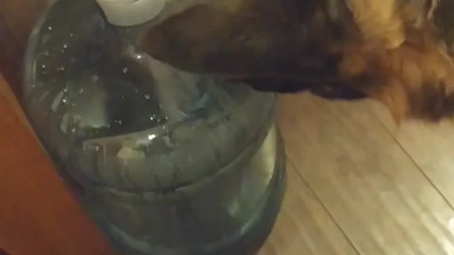 German sheperd tries to eat water cooler bottle