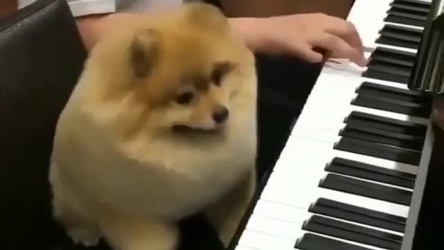 Can the dog play the piano?, But very obedient