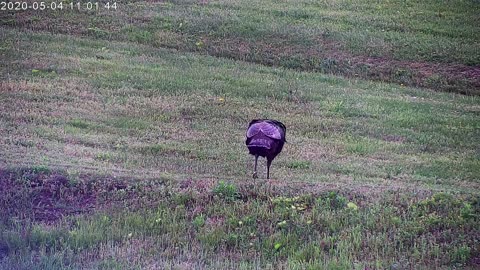 Hen Turkey Visits The Yard