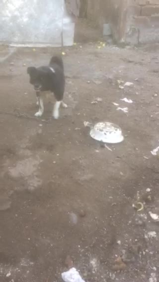 a stray dog ​​started barking at me