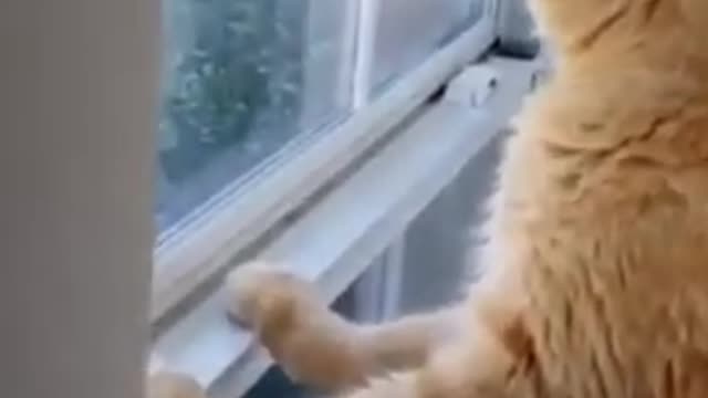 Quick seat for thinking || funniest cats video 2022 || part no 12 😺😺