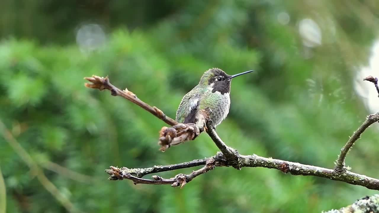 Hummingbird in a Tree