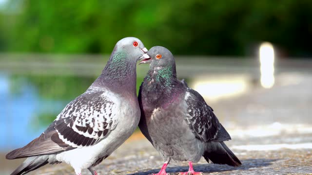 Two birds in love kissing each other and having fun ..