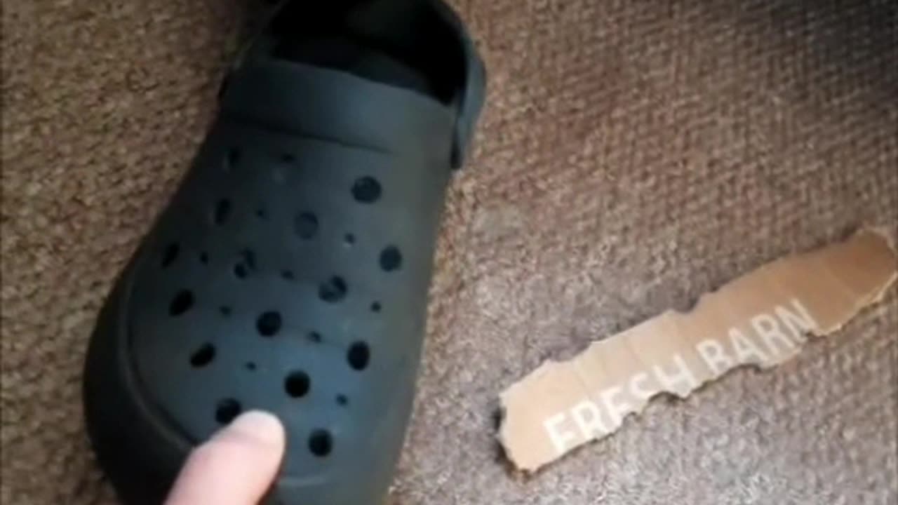 Gunea pig fights croc