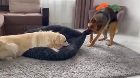 Golden Retriever Protects his bed from a German Shepherd