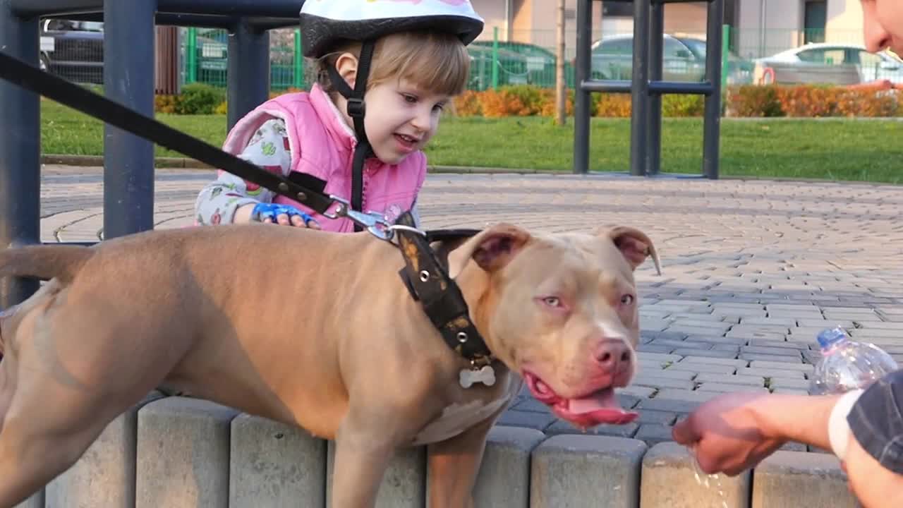 Little Child Plays Pets a big Dog Staffordshire Terrier In Summer Yard