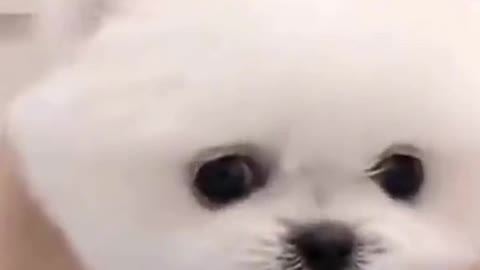 Watch this pets go crazy, really funny and cute
