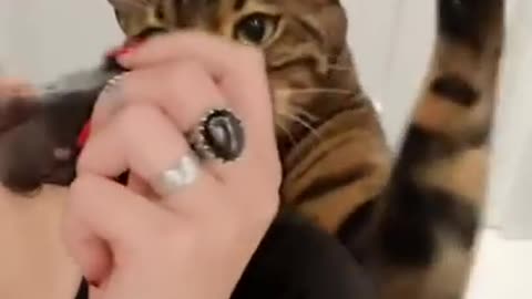 Pets and Animals funny #short 34
