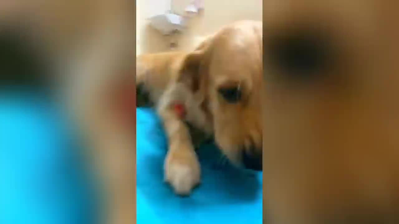 cats and dog tiktok