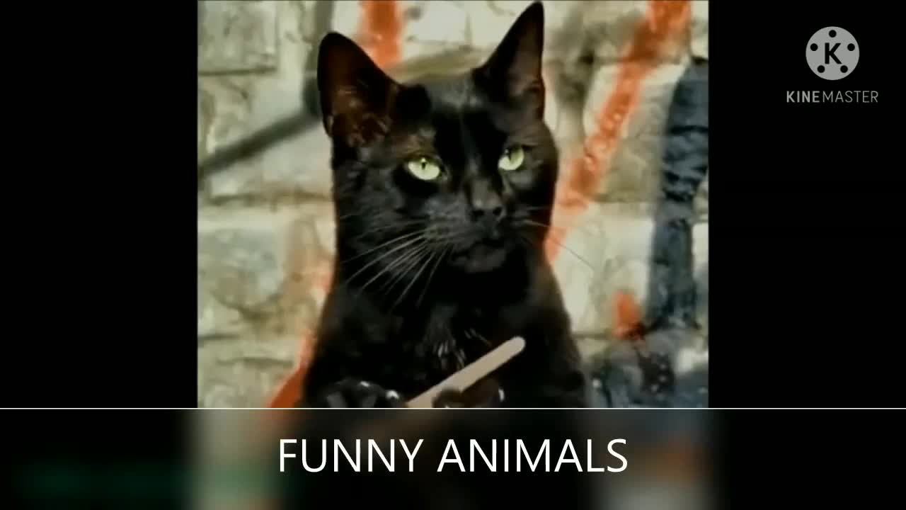 FUNNY ANIMAL VIDEOS FUNNY ANIMALS FUNNY ANIMALS FAILS FUNNY ANIMALS LIFE